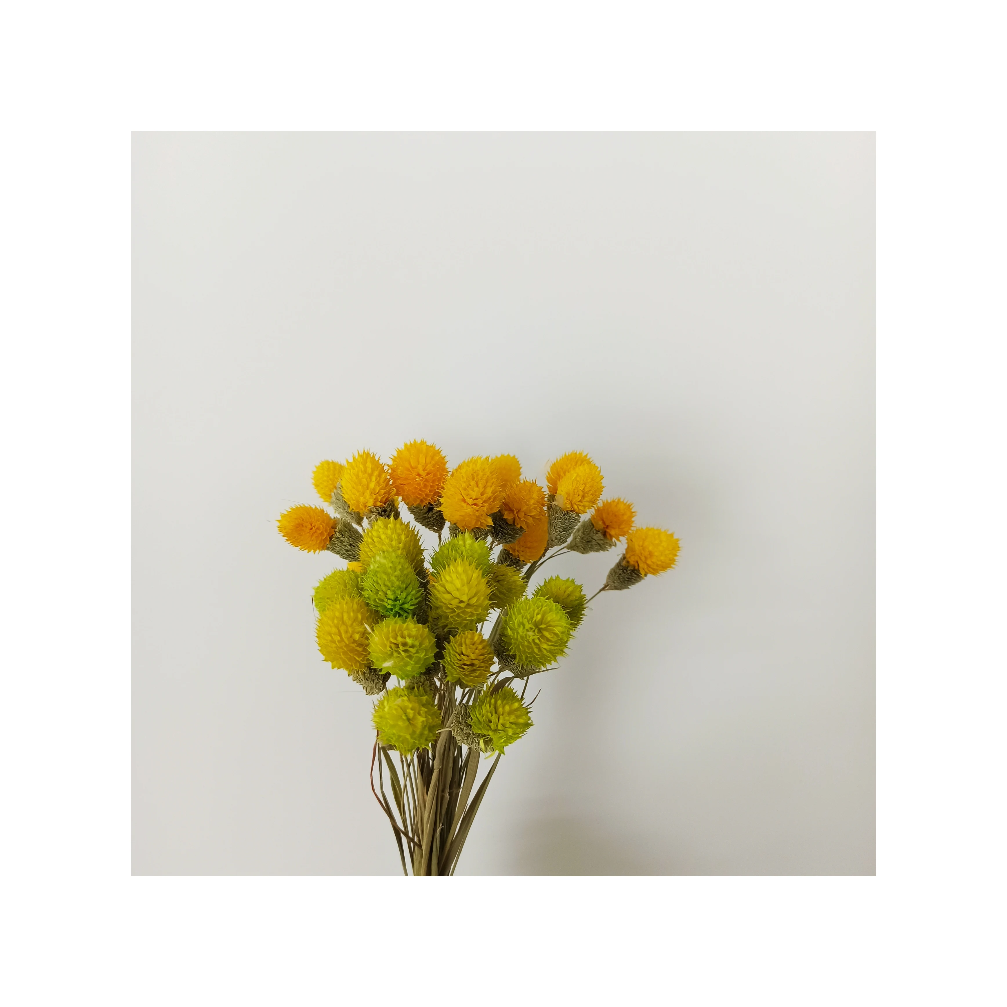 Cheap Dried Globe Amaranth Flower Preserved Strawberry Fruit Flower for DIY