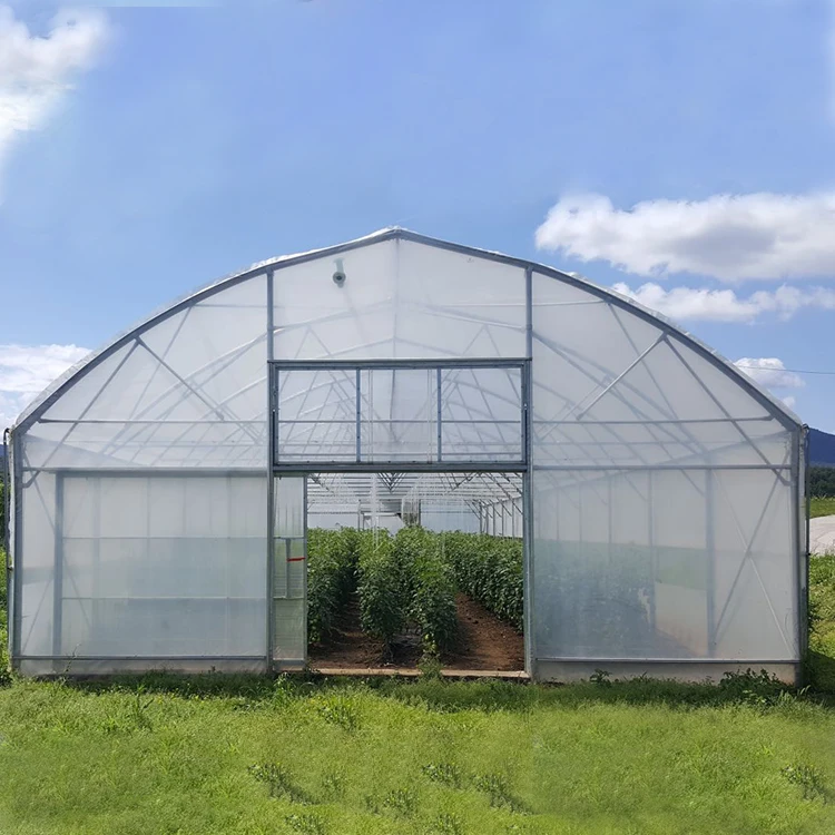 Galvanized Steel Frame for Agriculture Low cost Tunnel Greenhouse for Outdoor Flowers Plant PE Film Greenhouse
