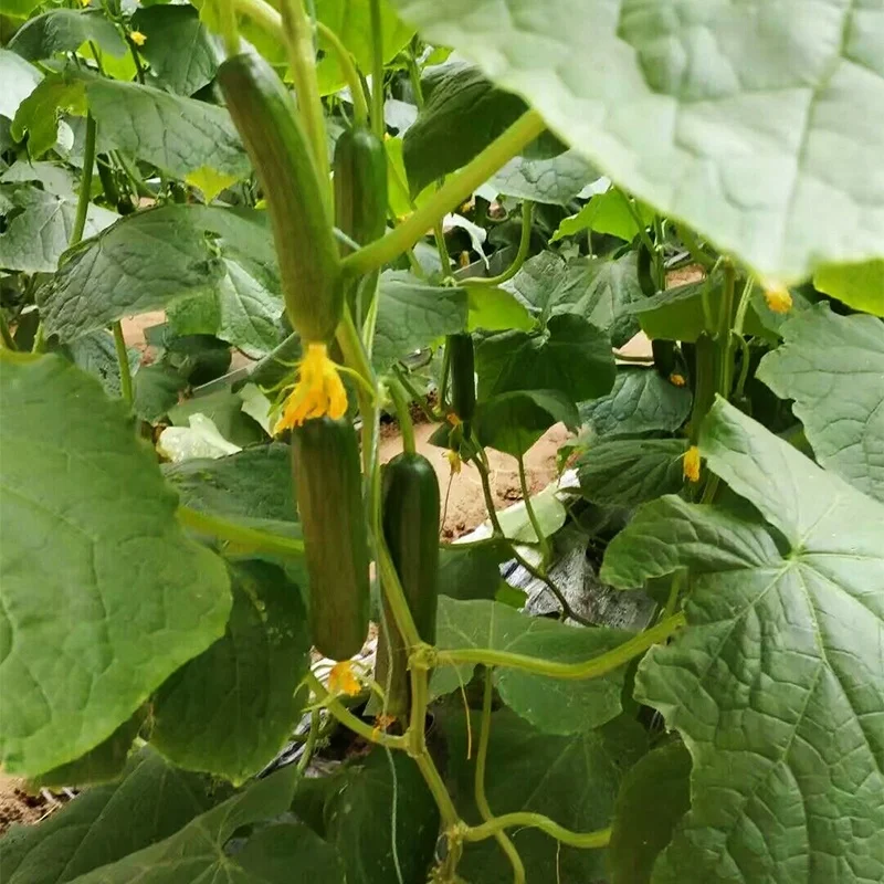 
From the Netherlands mini hybrid fruit cucumber seeds cucumber seeds 