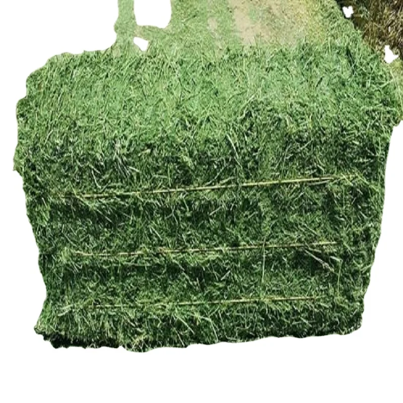 Good and Cheap alfalfa hay bays / Alfalfa pellets / Dehydrated Alfalfa cubes from Canada for sale