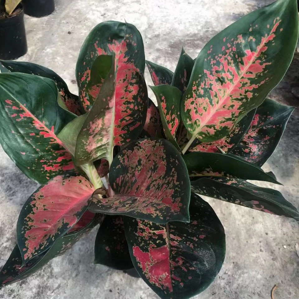 
Hotsale popular aglaonema live plants indoor bonsai on sale 