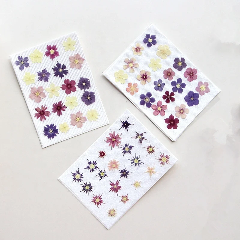 Wholesale DIY material Dried flower pressed flower Annual phlox for Phone Case Nail Art Jewelry Postcard candle decoration
