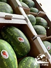 The most popular wholesale Premium Quality Box Packaging Great Fresh Sweet Juicy Natural Fresh Watermelon