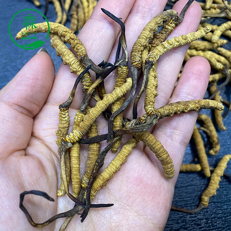 Wild plateau snow Cordyceps Sinensis Tibet Naqu Cordyceps wholesale dry goods