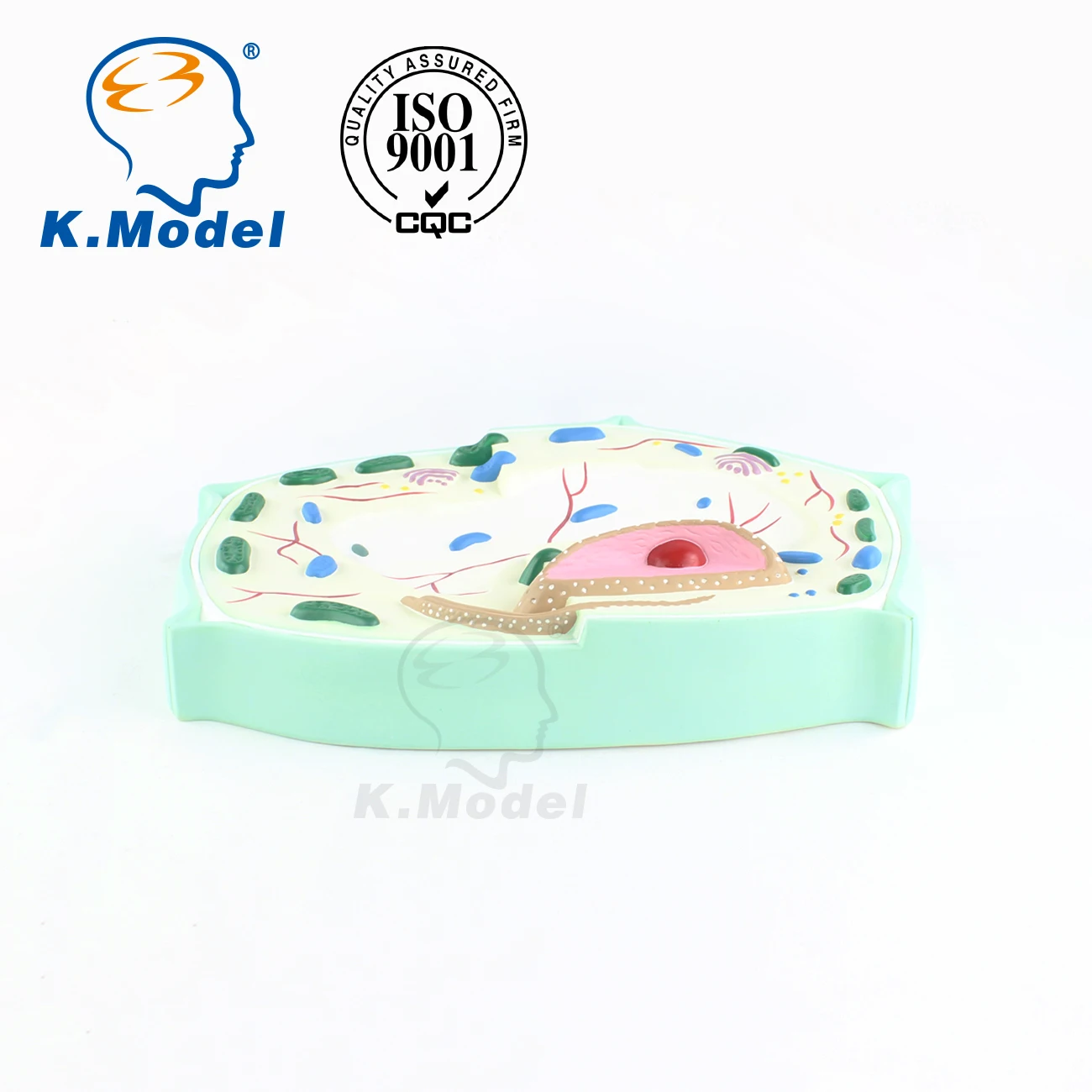 KM-1801 Biological  plant cell  Model
