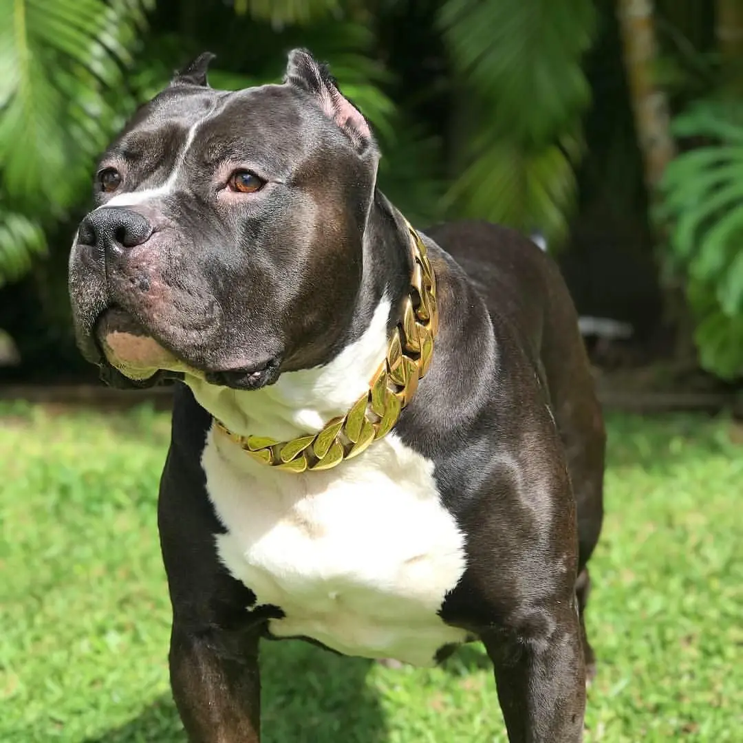 Custom logo stainless steel metal locking bling 32mm big gold cuban link chain bully pitbull dog collar