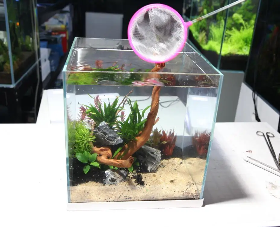 
aquatic plant coral decoration glass mini fish rimless tank aquarium 