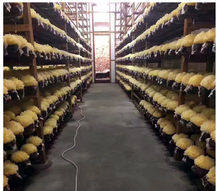 
Wholesale Broken Tremella White Wood Ear Snow Fungus Mushroom 