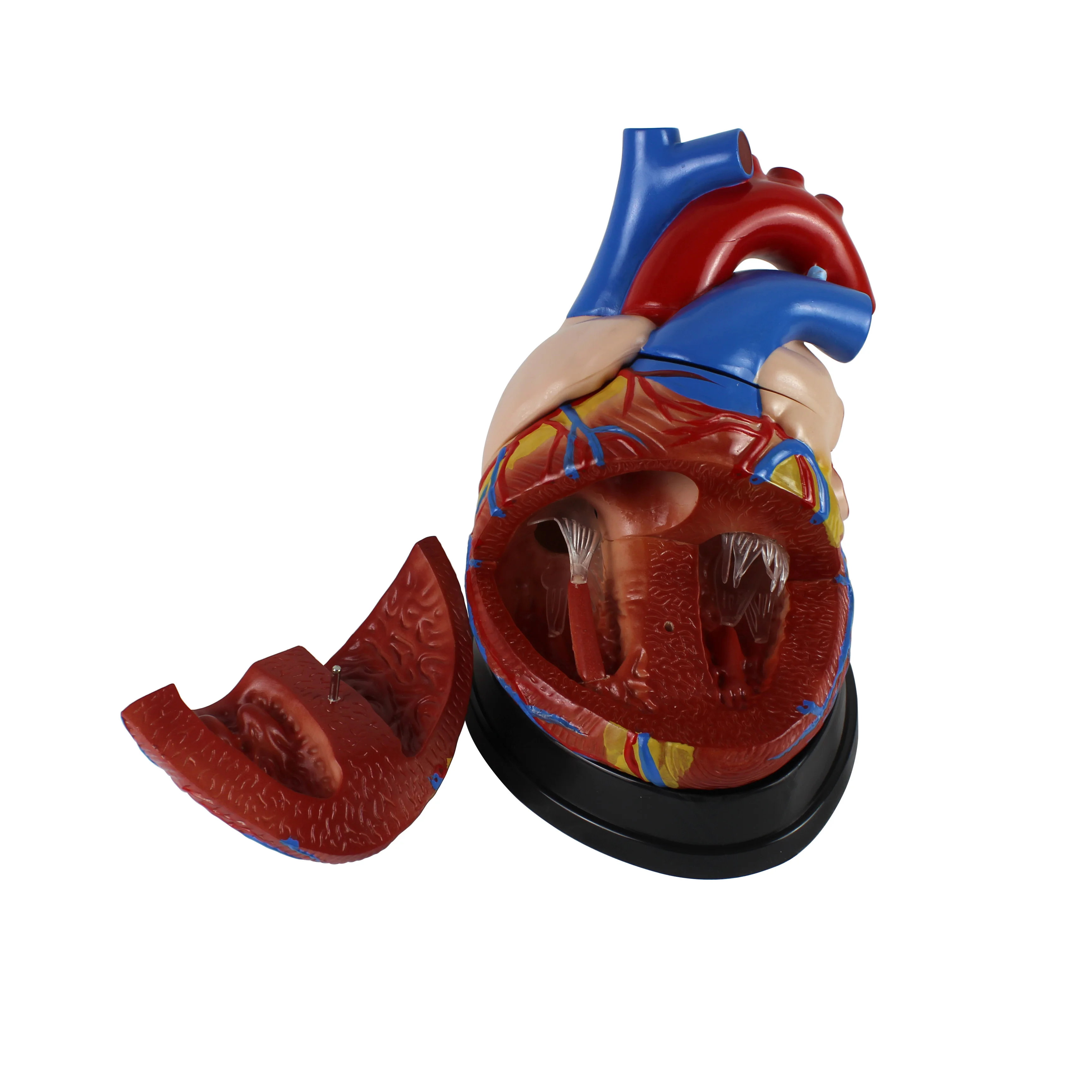 4x magnification heart model for anatomical study