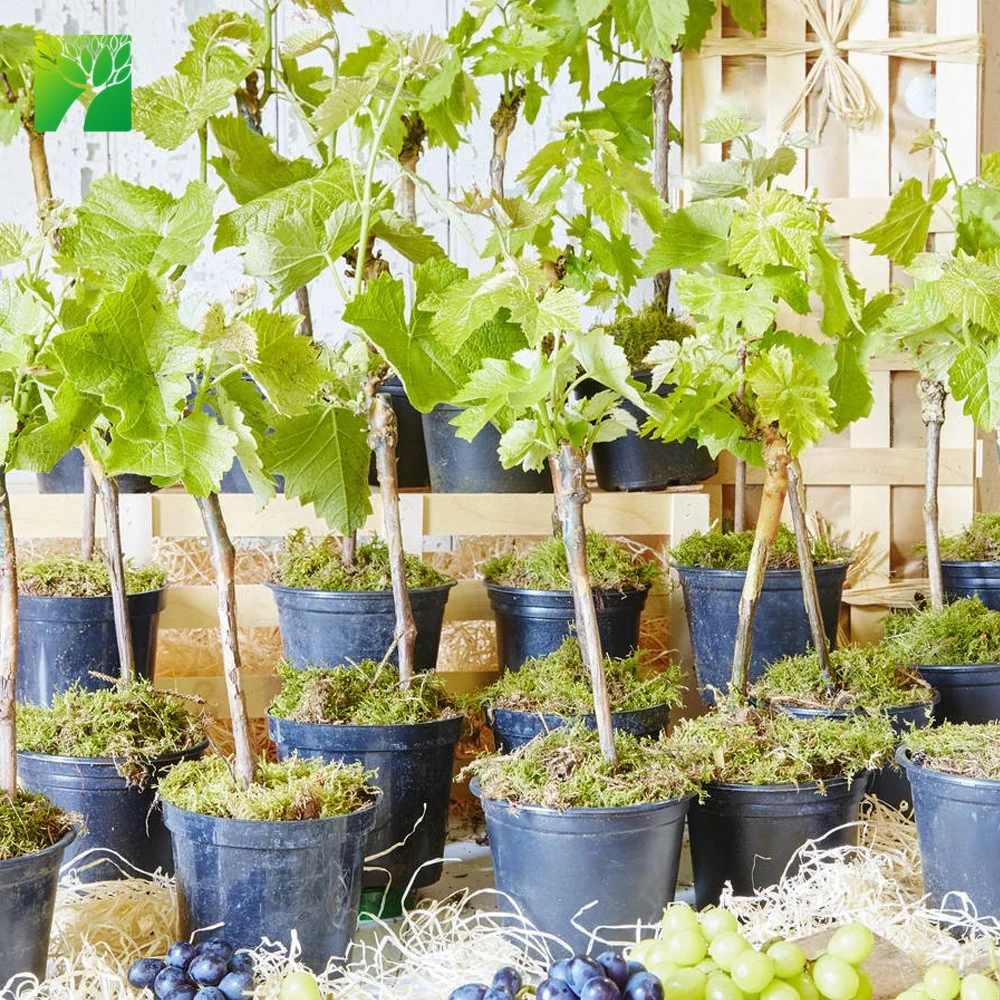 
Персонализированный подарок для влюбленных виноградник Виноградная лоза саженцы фруктов с подарочной коробкой 