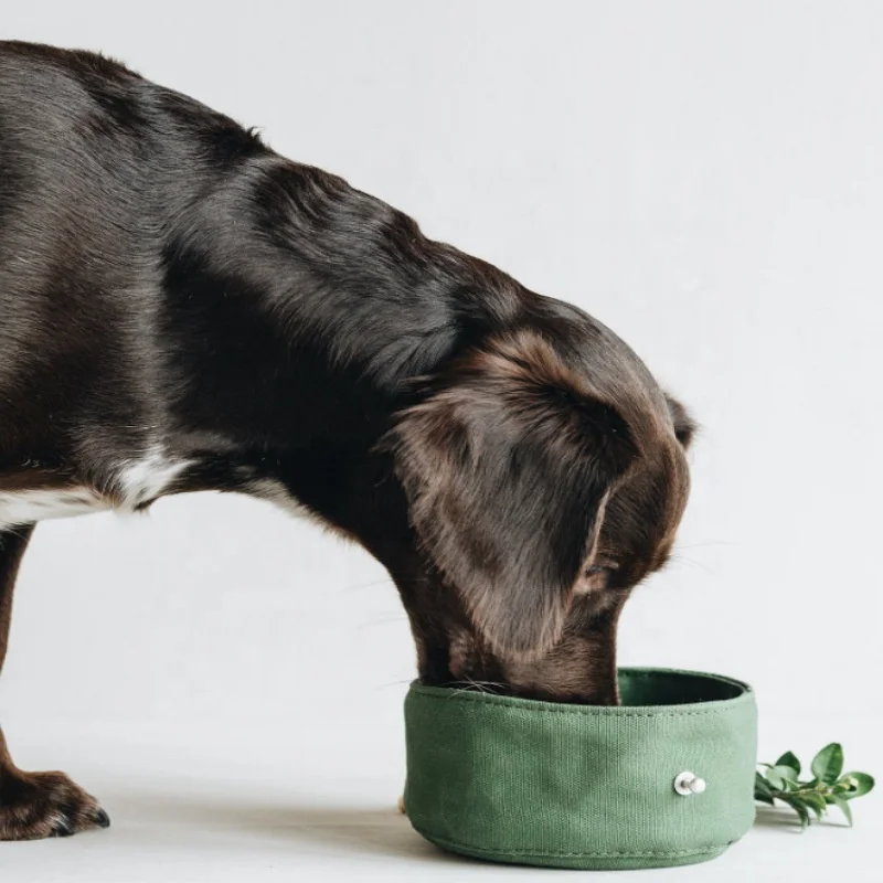 Sohpety Custom Portable Pet Travel Foldable Bowl Eco Friendly Food Slow Feeder Collapsible Dog Drinking Water Bowl