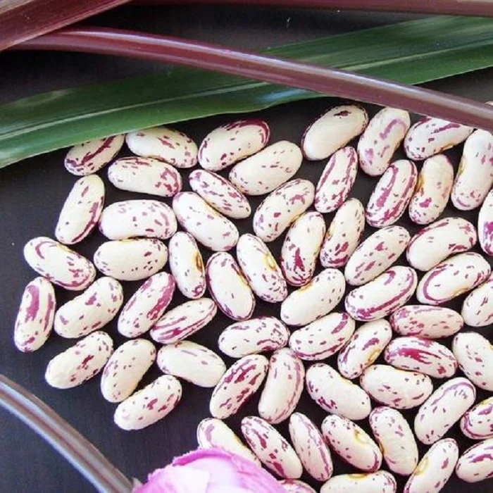 
New crop best quality beans dry pinto beans light speckled kidney bean LSKB Sugar 