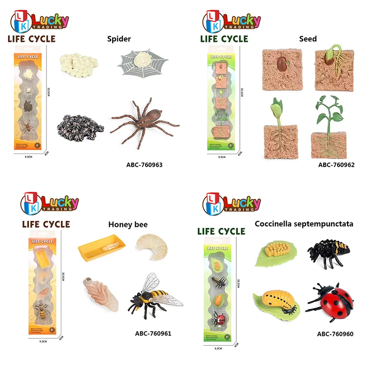 Plant life cycle Magnetic learning Giant Magnet kids educational toys (1600464495565)
