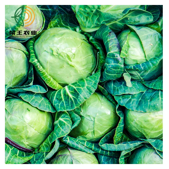 China Fresh Ropolho Cabbage Green Big Cabbage Price