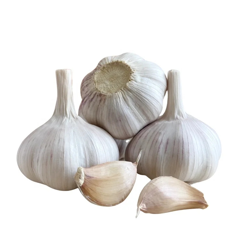 Hot Sales New Crop High Quality Fresh Normal White Galic/ Purple Garlic and Red Garlic/Solo Garlic 2024 Crop