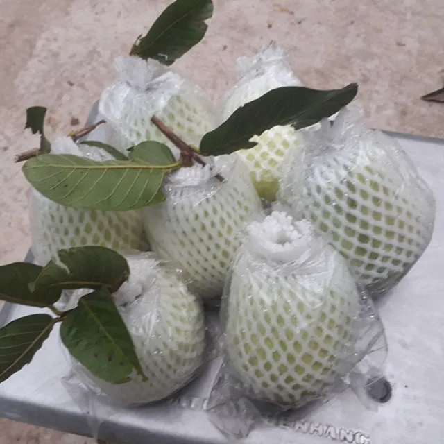 
HOT 2020 wholesale fresh guava Vietnam for sales 