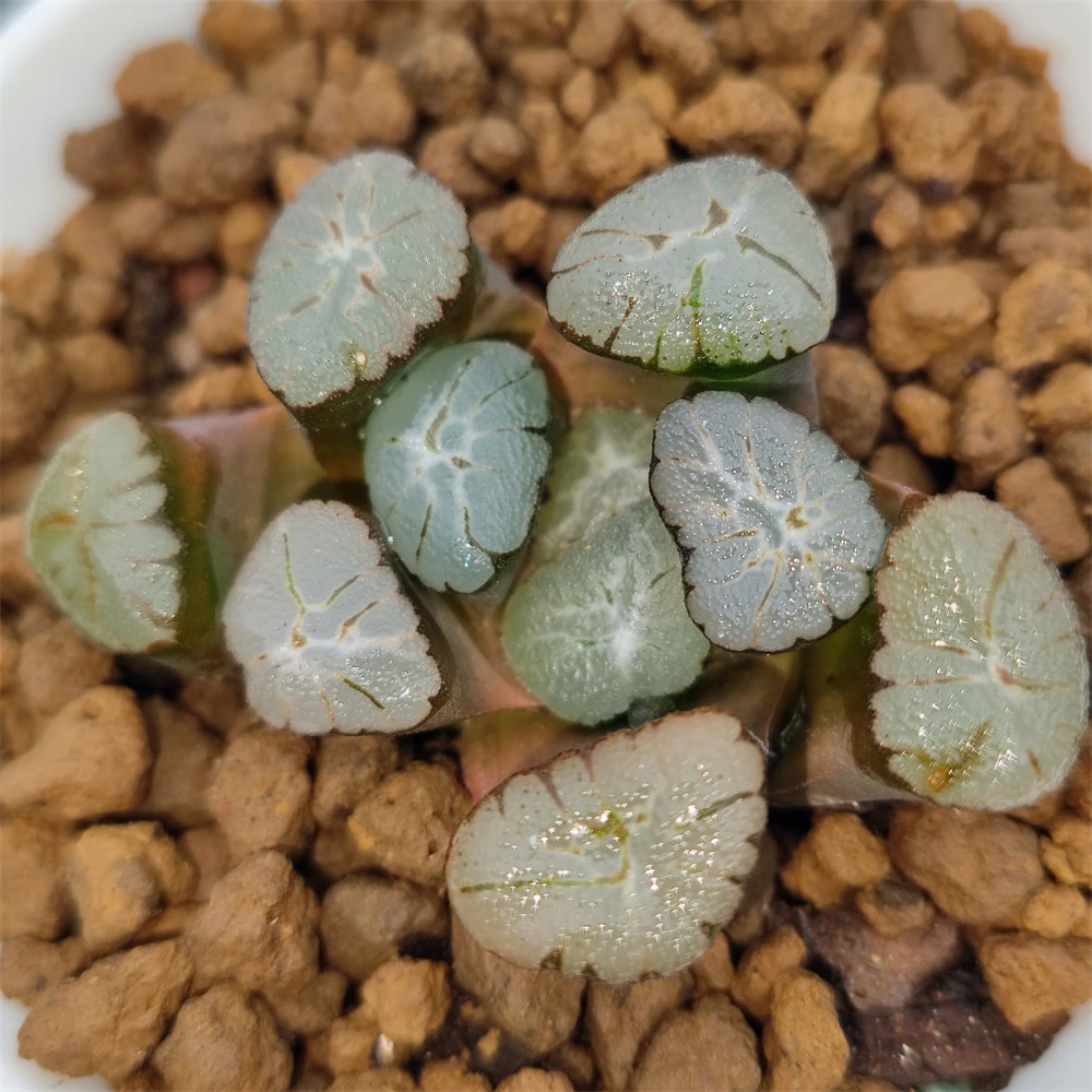 H180 Haworthia maughanii «Мурасаки иназума» редкие суккуленты живые живое растение садоводство Цветочный бонсай комнатное