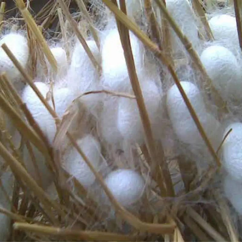 Undyed Raw Silk 100% Mulberry Silk Yarn for Weaving and Knitting