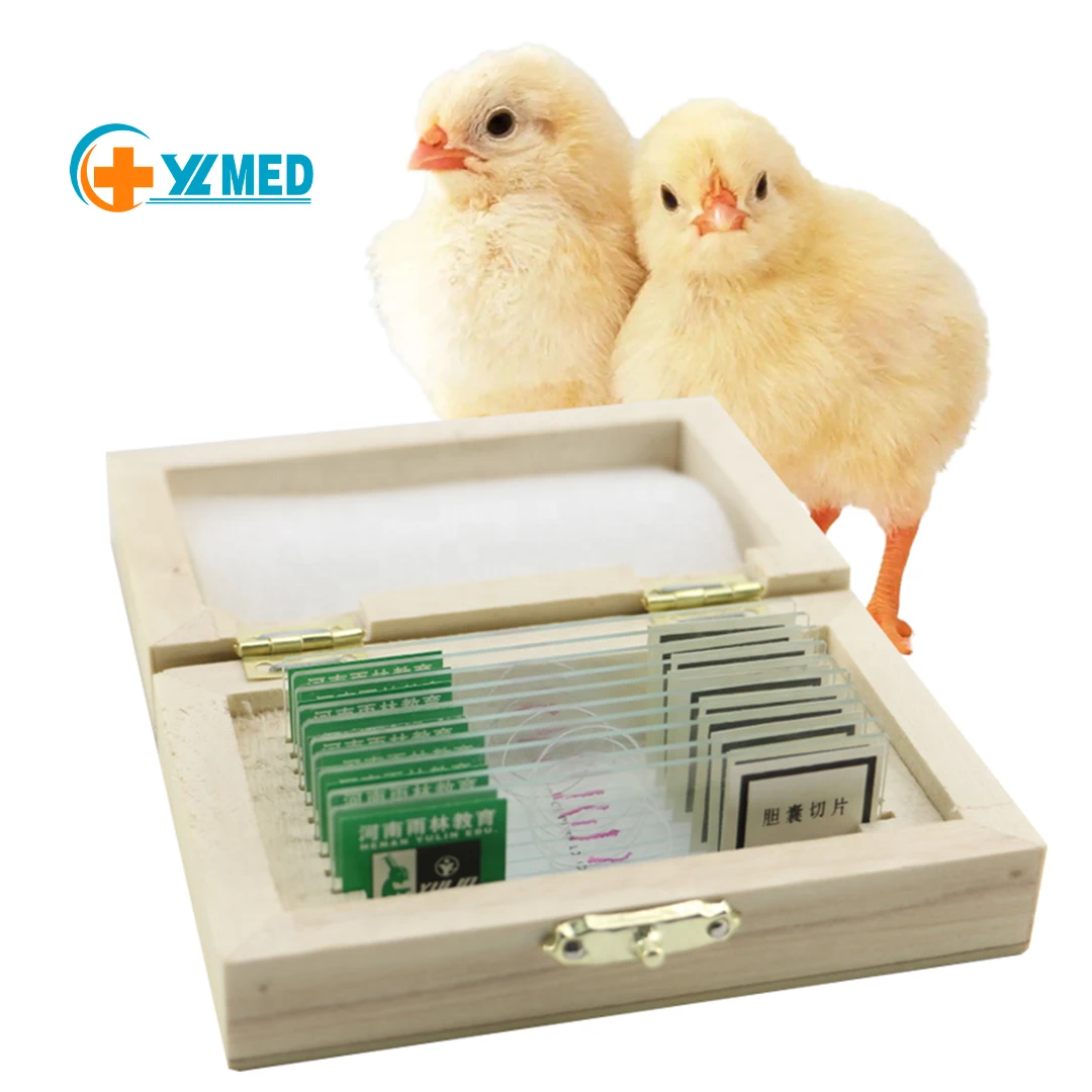 Готовый микроскоп предметы обучающее оборудование серия разработки лезвия биология готовый скольжения