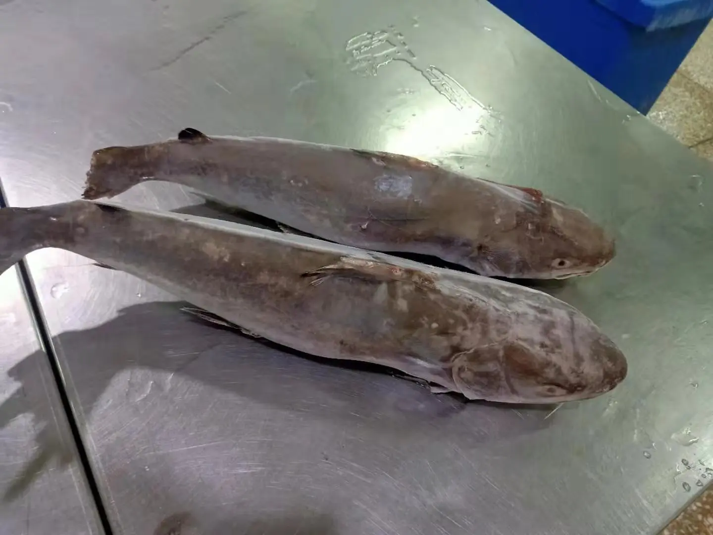
Good Sale Indonesia Origin Seafood Frozen Sea Catfish 