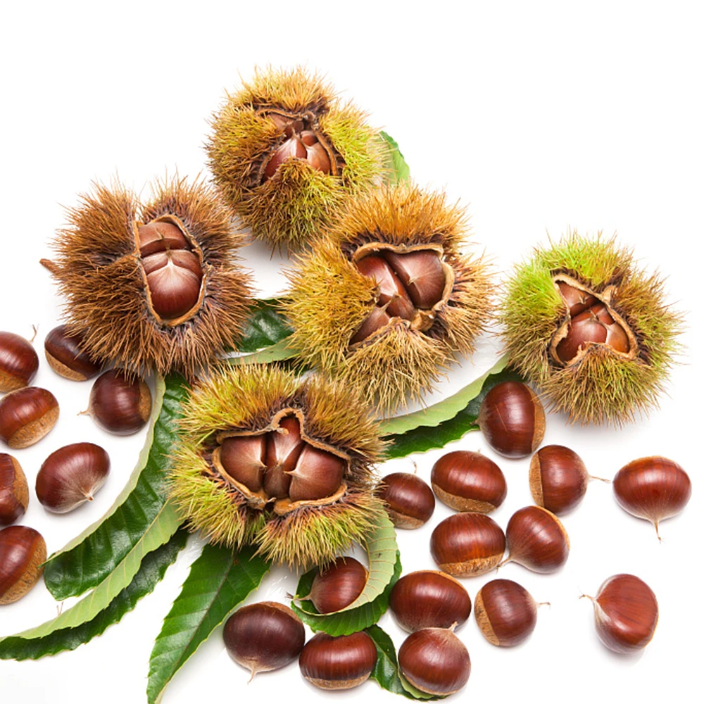 Chestnut from factory fresh chinese big chestnuts