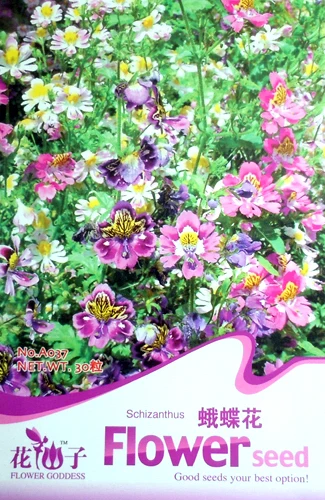 
Hot sale sun-loving colorful Schizanthus pinnatus butterfly flower seeds 