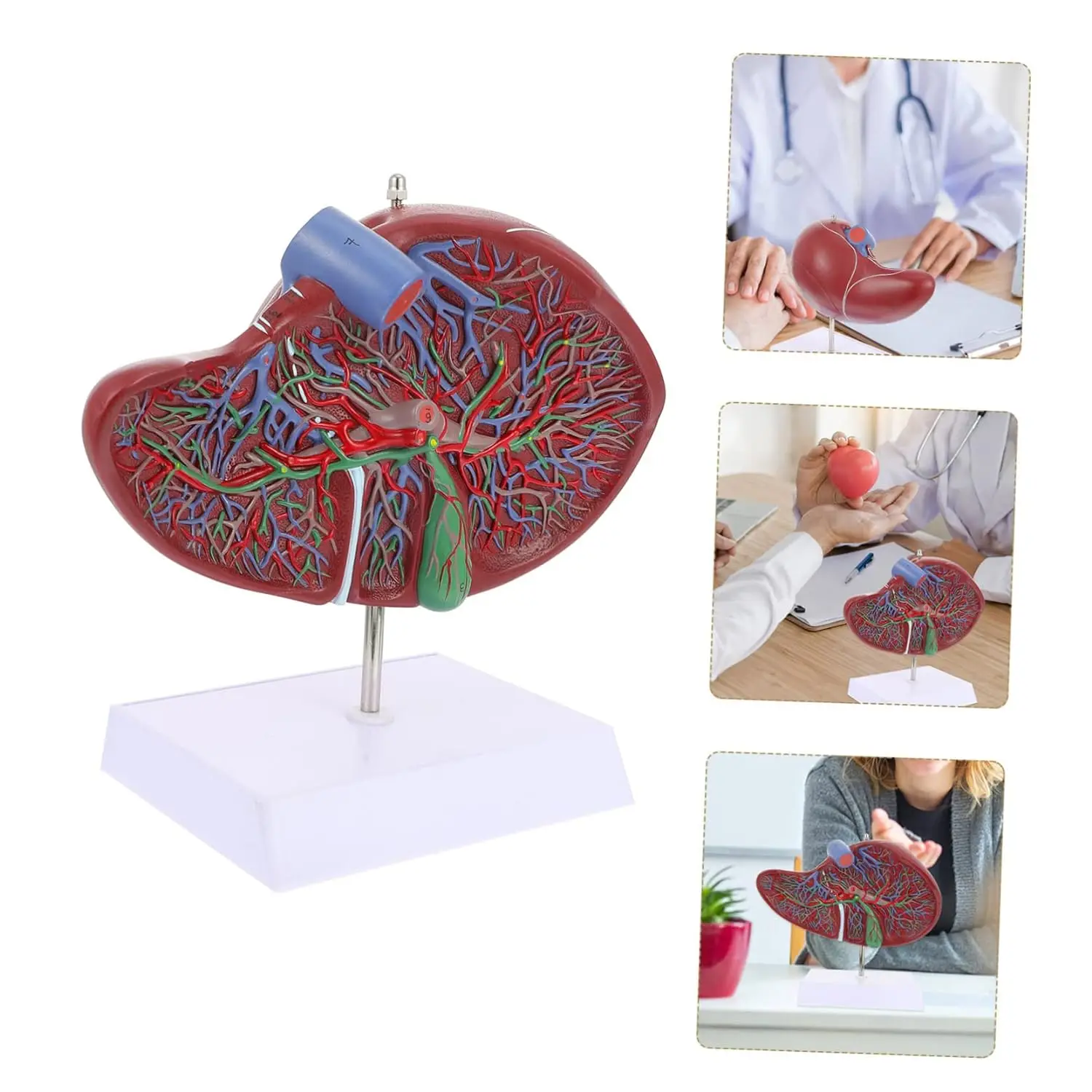 Обучающие ресурсы медицинские человеческие ткани печень анатомическая модель обучение и