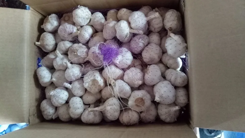 
fresh garlic 