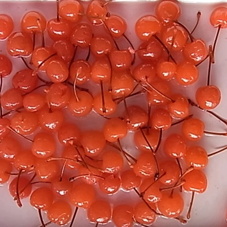 New crop high quality canned maraschino cherries in jars