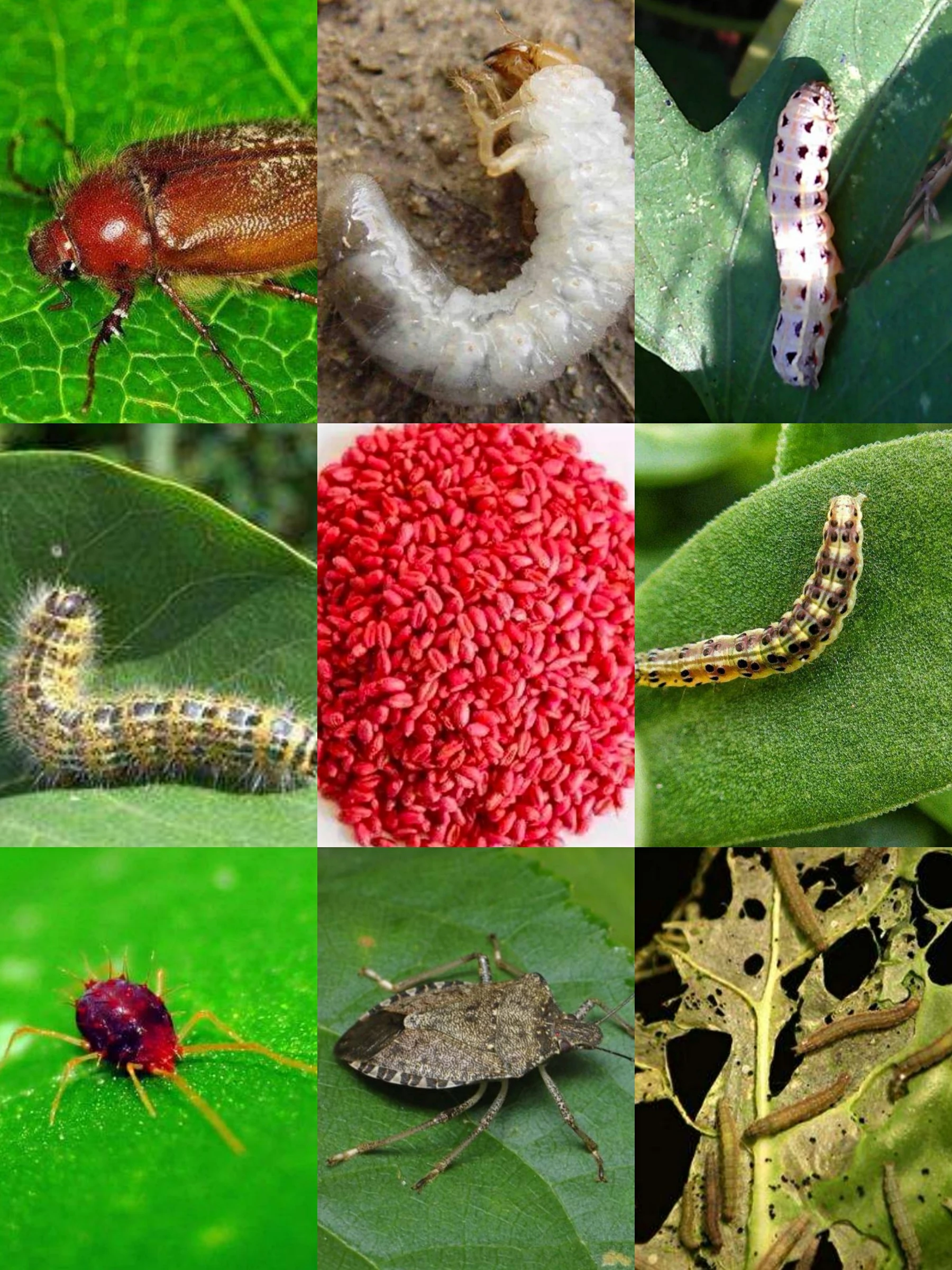 price pest control insektizid insecticide Thiamethoxam  98%tc 97%tc 25%wdg Thiamethoxam