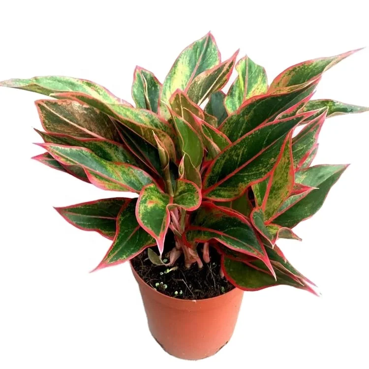 wholesale  popular beautiful Aglaonema red gold ornamental live real plant bonsai foliage plant