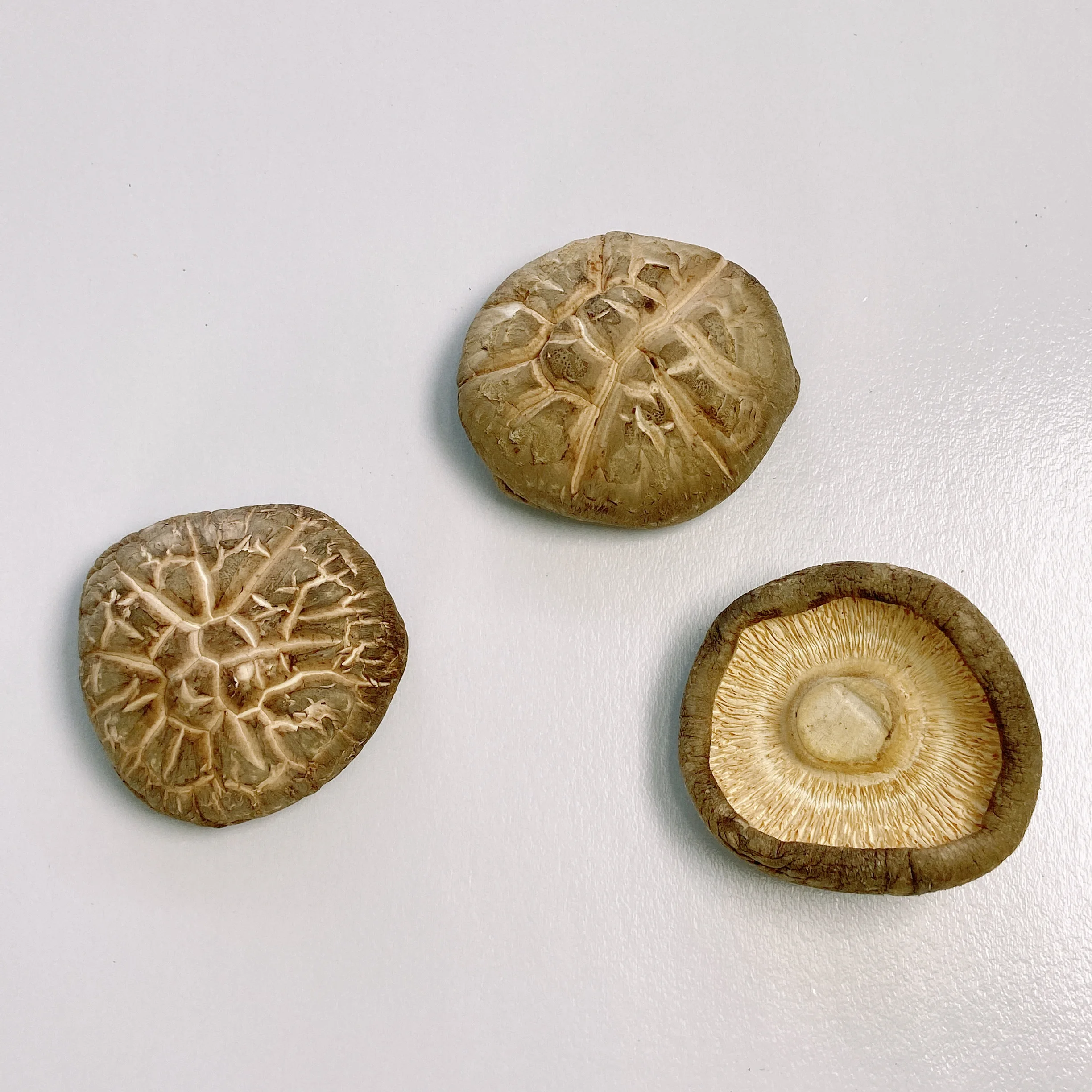 Tawny With Seashell Cracks Premium Dried Mushroom Shiitake