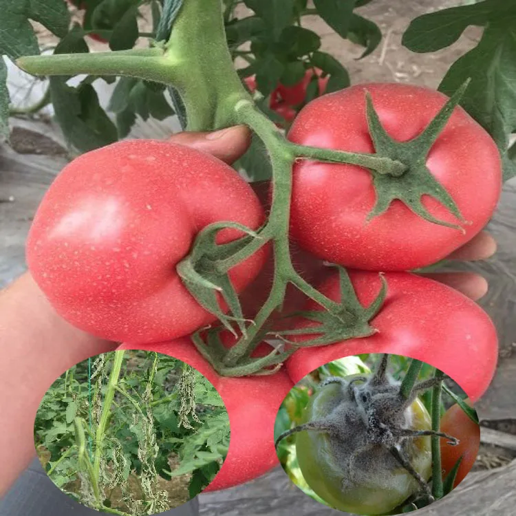 Биофунгицид Bacillus amyloliquefaciens, 6 миллиардов CFU/мл, жидкость для рисовой бактериальной болезни, бактериальная полоса листьев