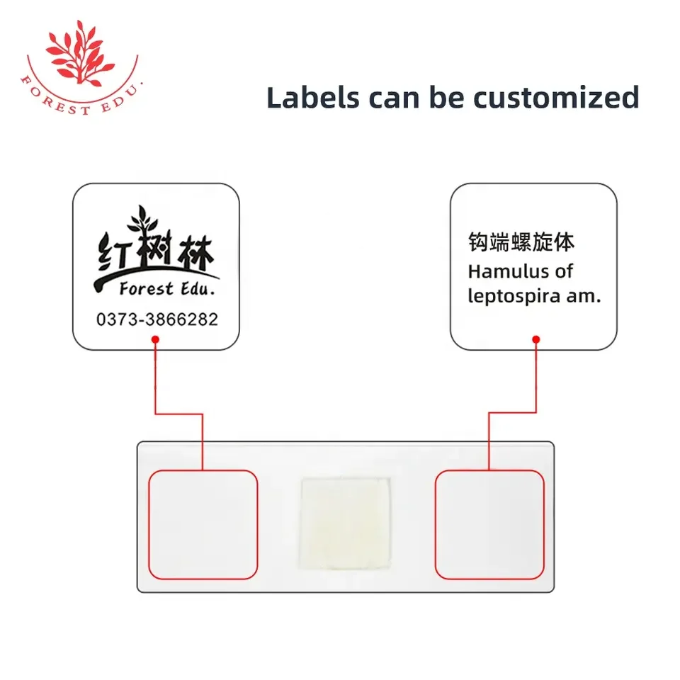 Leptospira Slide Bacterial Microbiological Specimen For Teaching Research In Standard Medical College Spirochetes