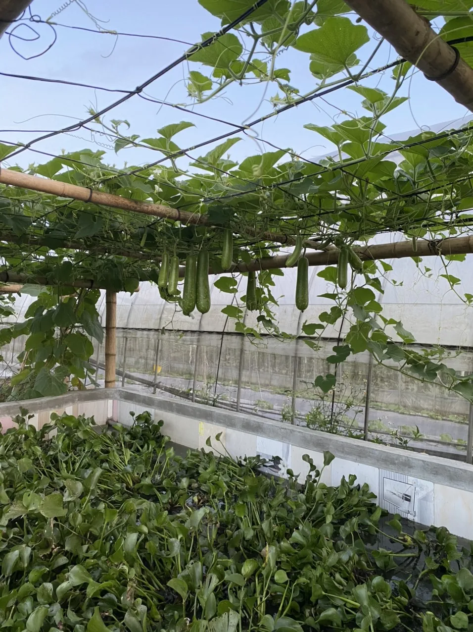 Компания, производящая репутационную и качественную продукцию из Вьетнама, свежий и сочный молодой огурец оптом, купить сейчас по лучшей цене