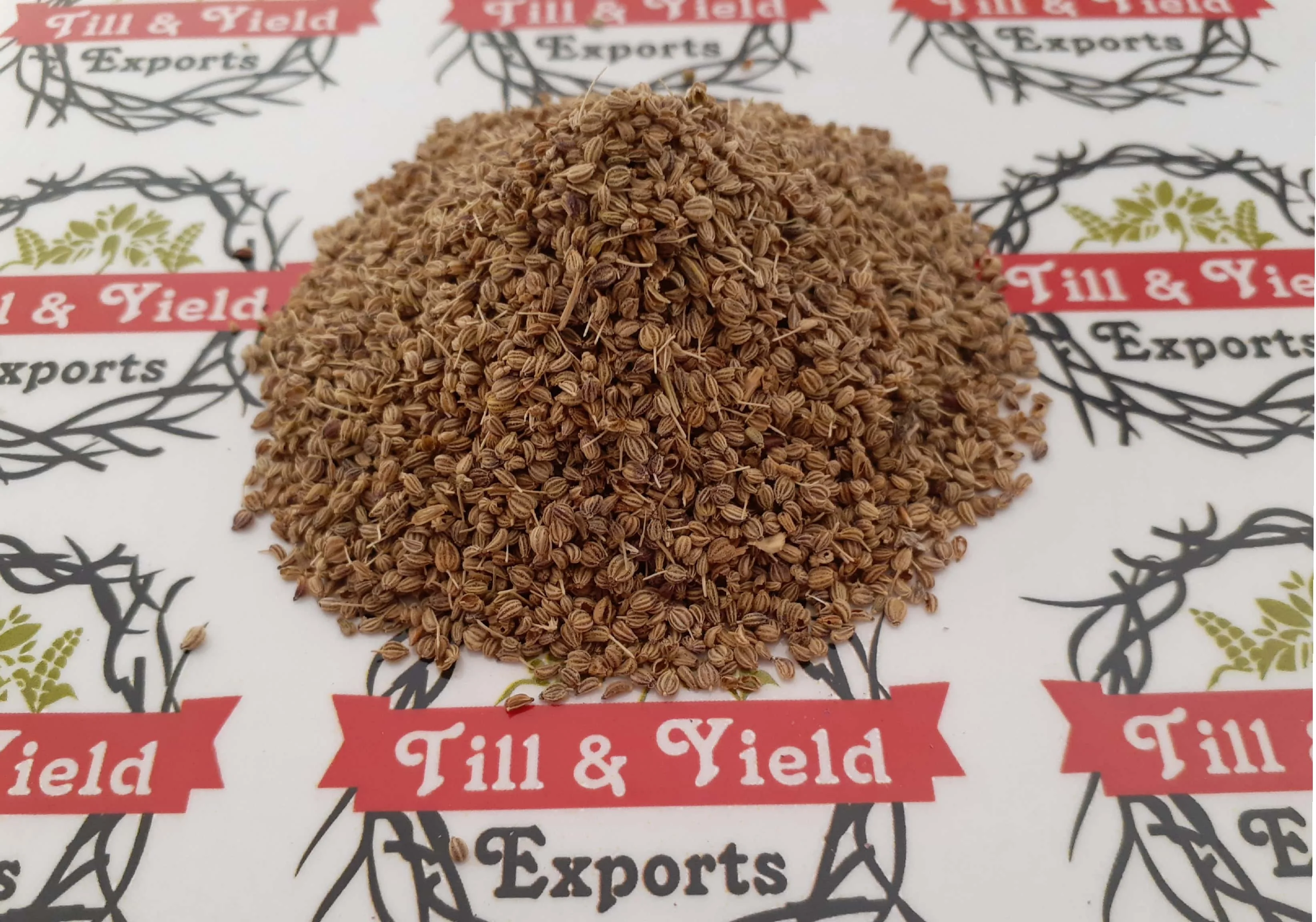 Ajwain Seed (Kani) - Trachyspermum Ammi Seed Fight Bacteria And Fungi Carom Seeds Have Powerful Antibacterial And Antifungal