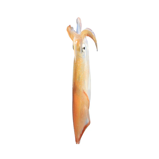 High Quality IQF Frozen Whole Round Loligo Squid