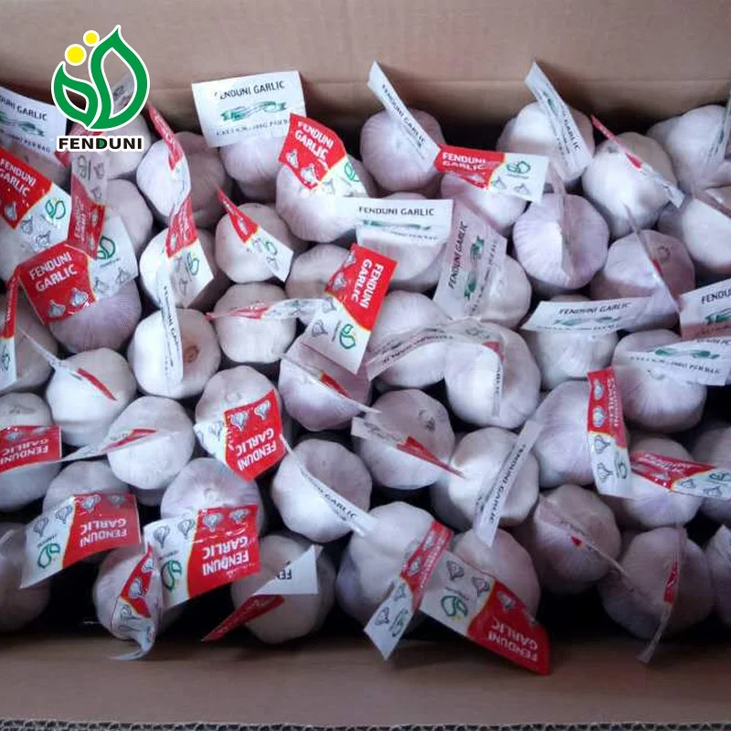 fresh china elephant garlic for exporter
