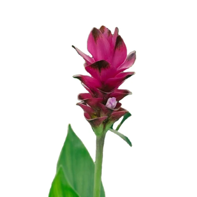 Beautiful Tropicals Plant Curcuma Flower or Thai Tulip Rhizomes from Thailand (Doitung Red)