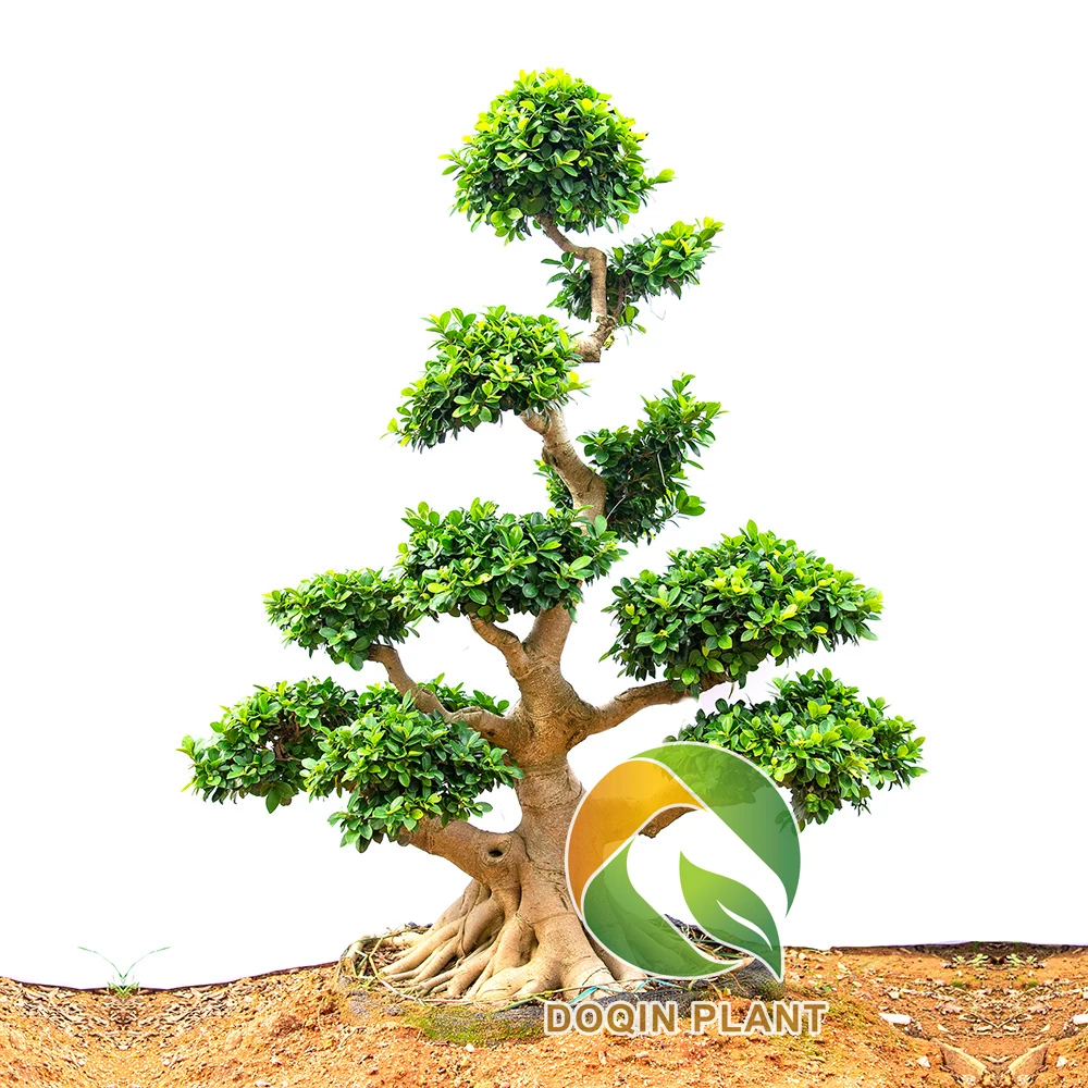 
China Cliff shape ficus microcarpa bonsai 