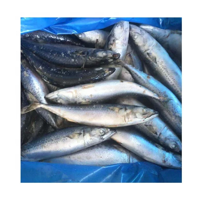 Замороженная Тихоокеанская скумбрия BQF латинская фамилия Scomber Japonicus