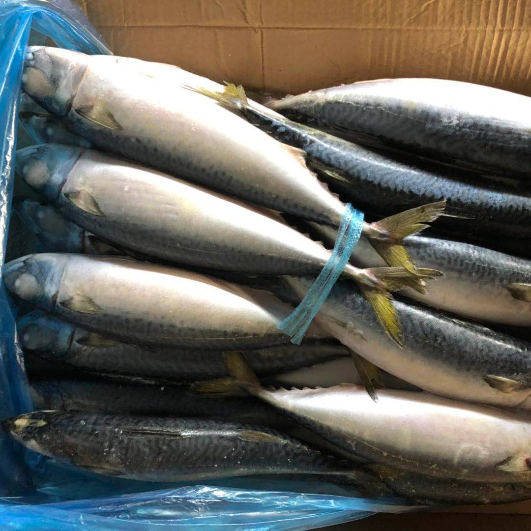 Mackerel 400-600g Sea Frozen Pacific Mackerel fish thailand