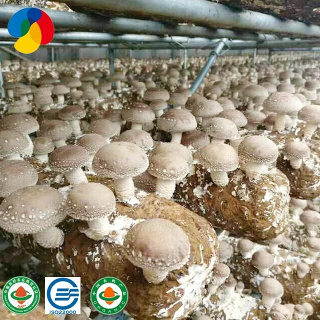  Оптовая продажа ингредиенты высушенный ствол гриба Shiitake упаковка для хранения в замороженном стиле цветная весовая полка коричневый оригинальный тип жизни