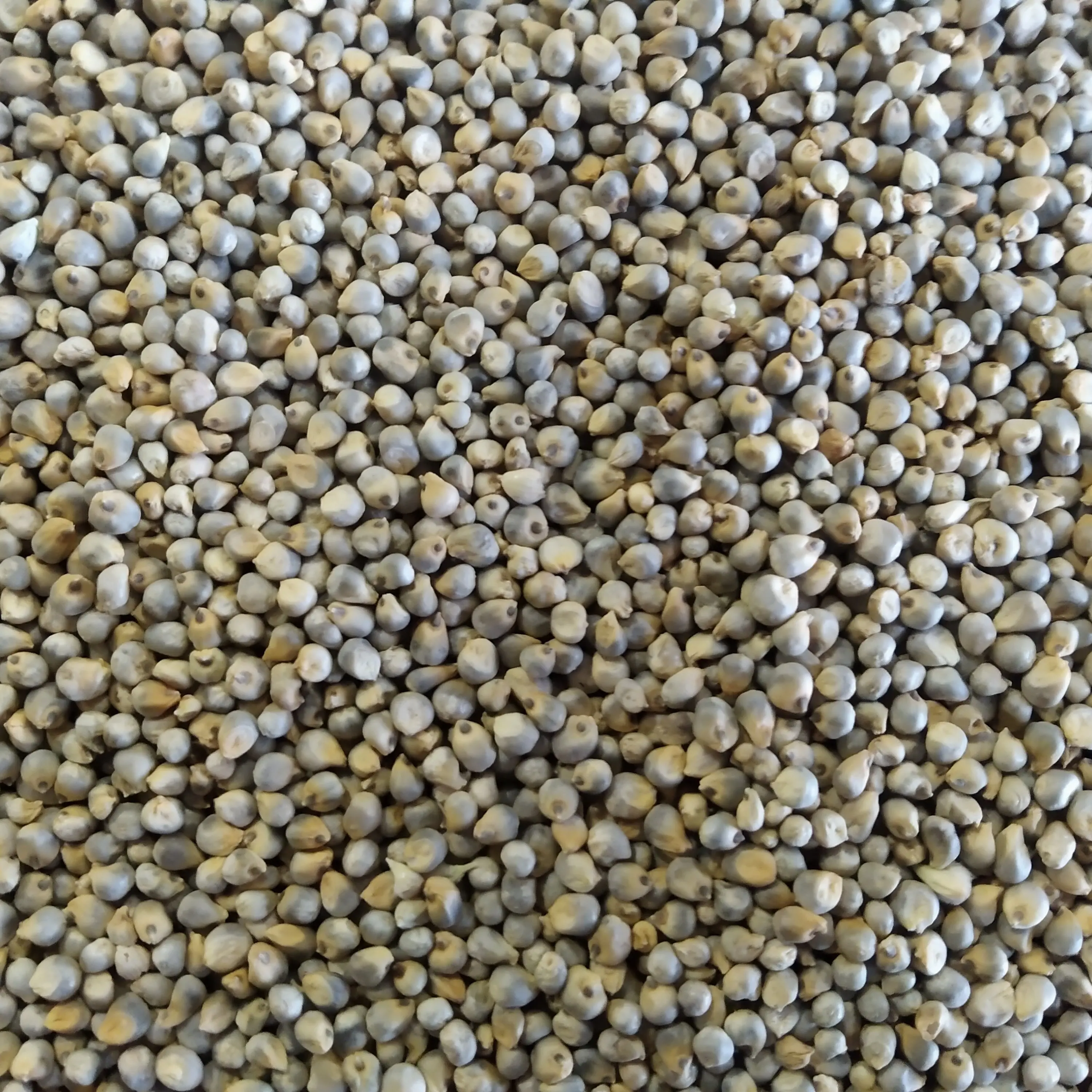 Green Millet Grains for Making High Energy Food
