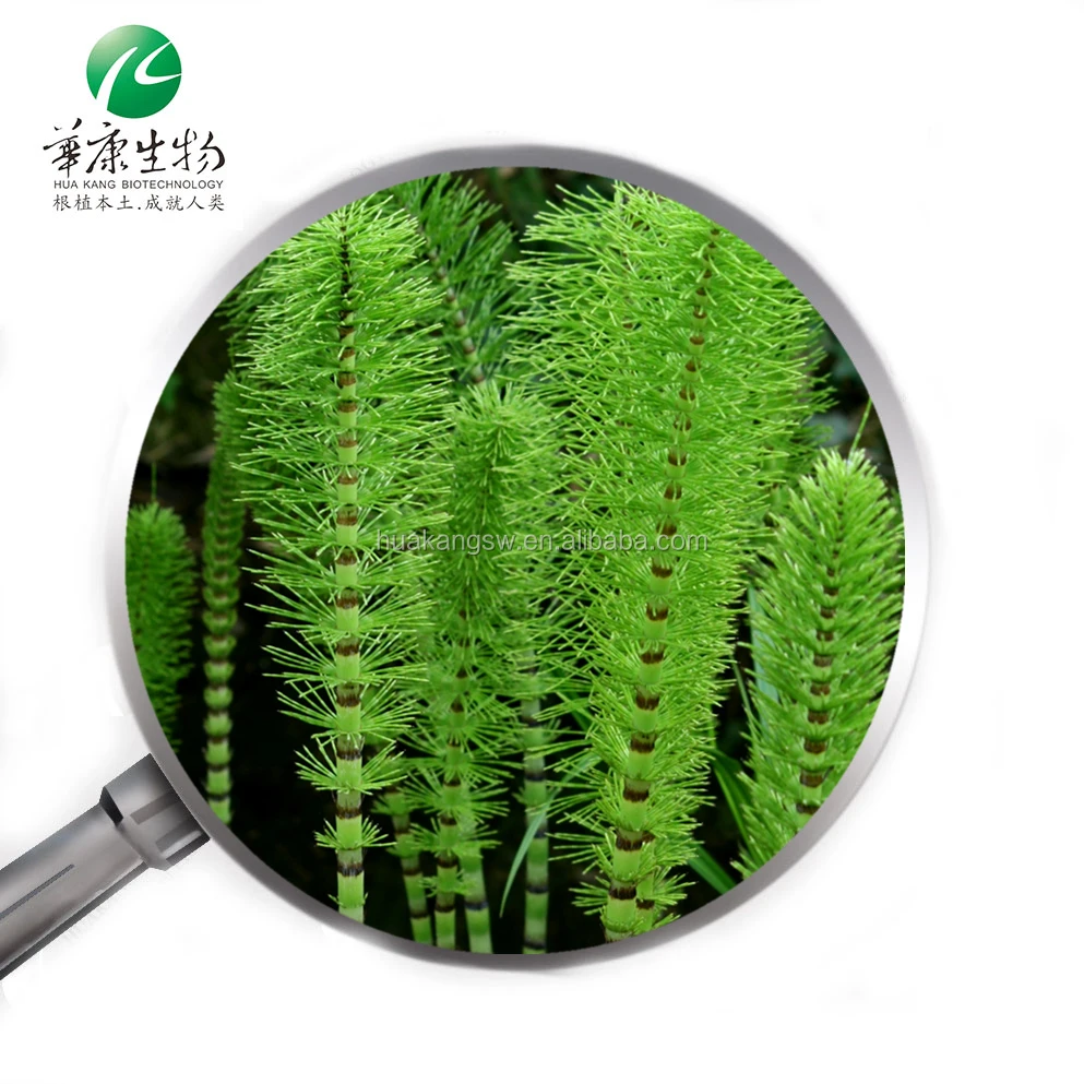 Health Herbal Supplement Horsetail Extract 10:1 Silica Powder From Equisetum arvense