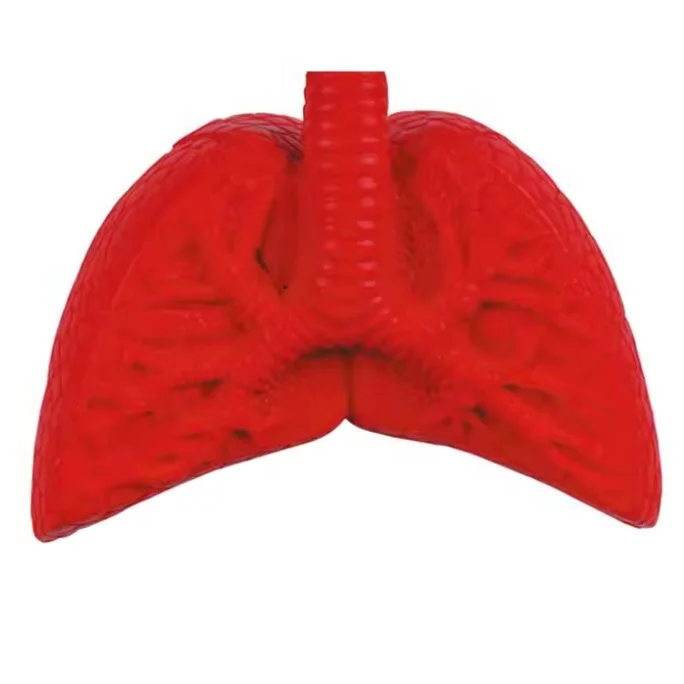 Medical gifts custom logo PU anatomical foam toy lung stress ball squeeze stress relief toys for giveaways