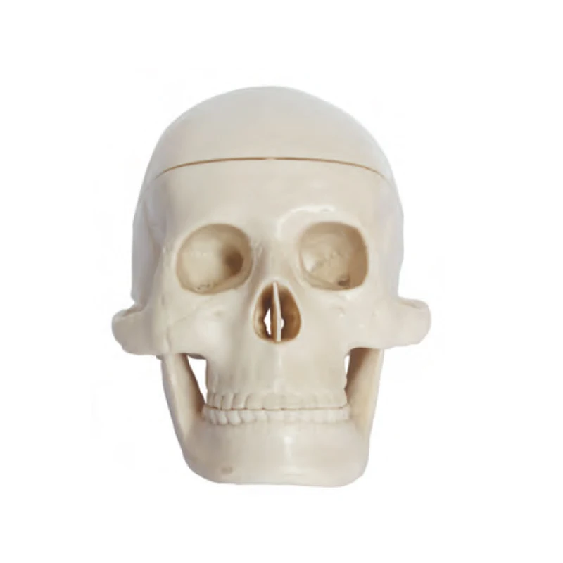 Natural Anatomical Skull Model Large PVC Medical Teaching Model for Medical School Training