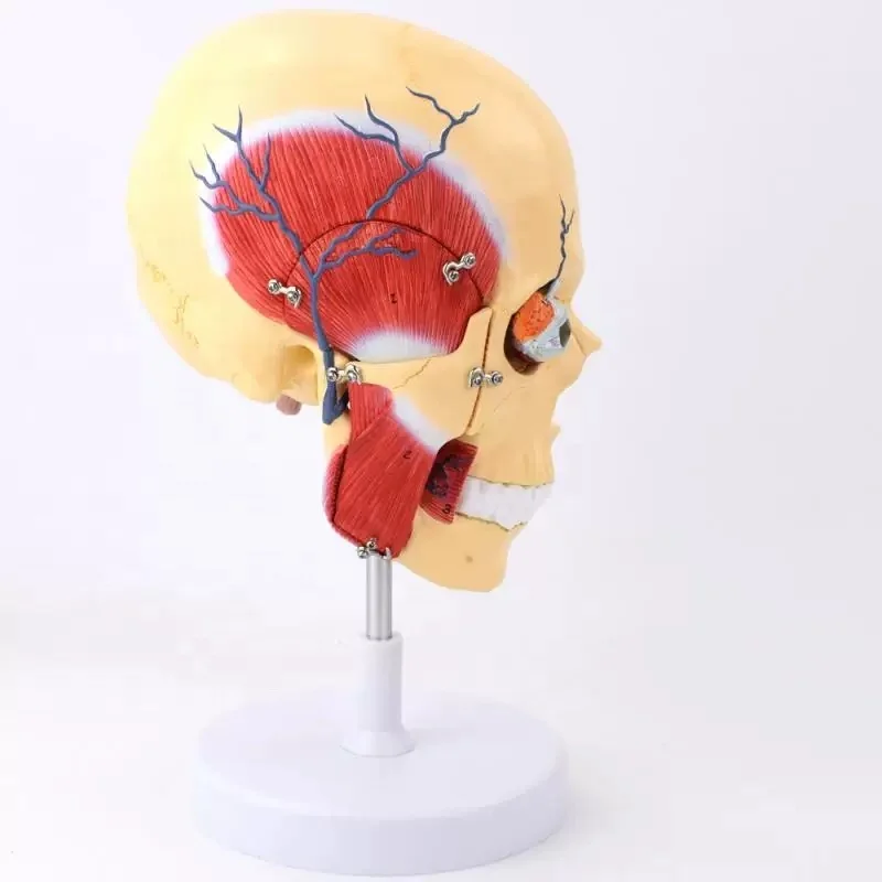 Модель человеческого мастикатора мышц мастикационный Временный триджемальный нерв