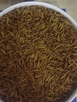 High protein Microwave dried calci worm Dried black soldier fly wild bird food pet food fish food