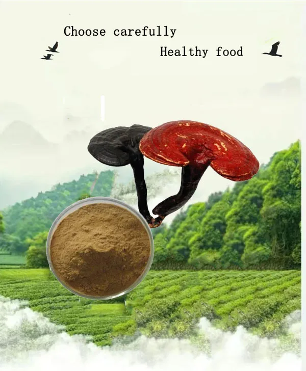 Best-selling high quality ganoderma  triterpenes 4 %